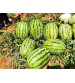 Watermelon F1 Iris Samrat (Icebox Segment) 50 grams